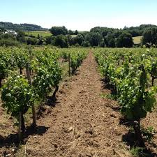 Natural Wine - Nutrients Necessary for Quality Grape Production