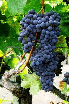 Italian Grapes in the United States